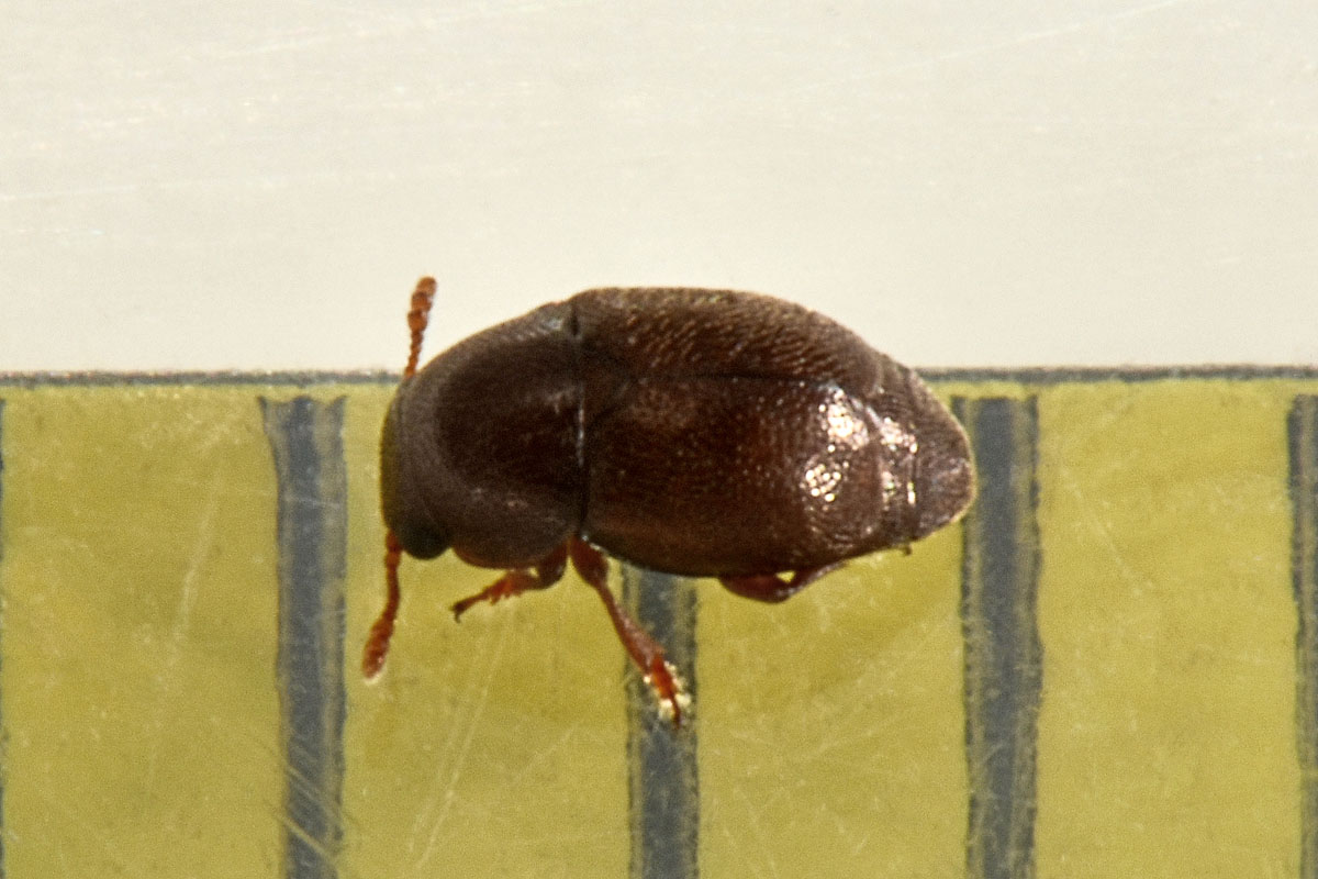 Kateretidae: Brachypterus sp?
